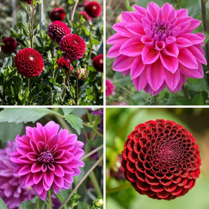 Flowerbulbs Amsterdam - Mix Gerard's Darlings, 12 Dahlia Natal & 12 Dahlia Blue Bell tubers for 4 m²