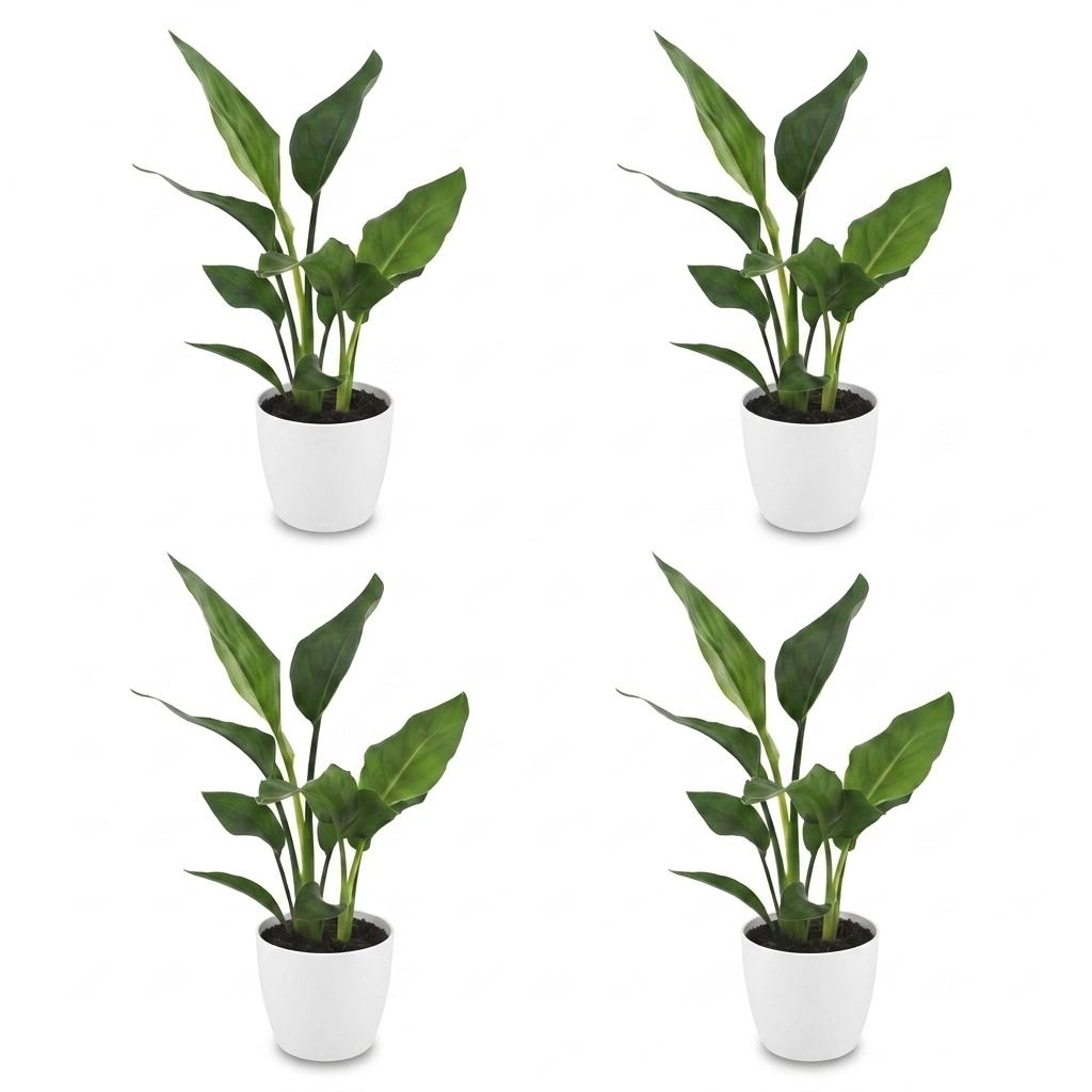 Strelitzia Reginea - Bird of Paradise - 4 Plants - with White Pot - Pot 12cm - Height - 35cm