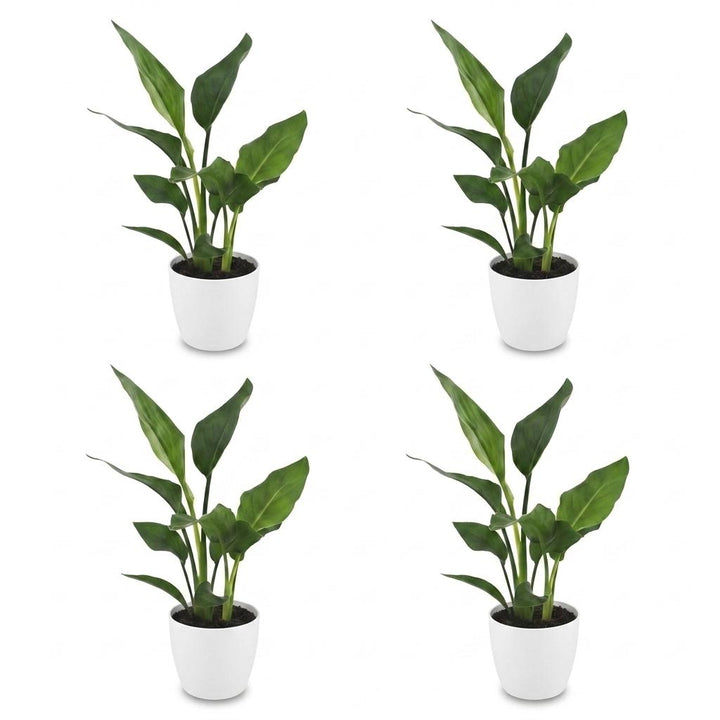 Strelitzia Reginea - Bird of Paradise - 4 Plants - with White Pot - Pot 12cm - Height - 35cm