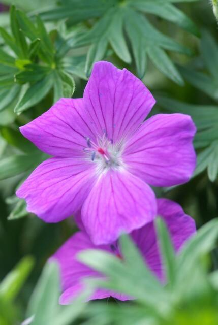 40x Geranium 'Tiny Monster' Magenta Flowering - 10-25cm - 9cm Pot