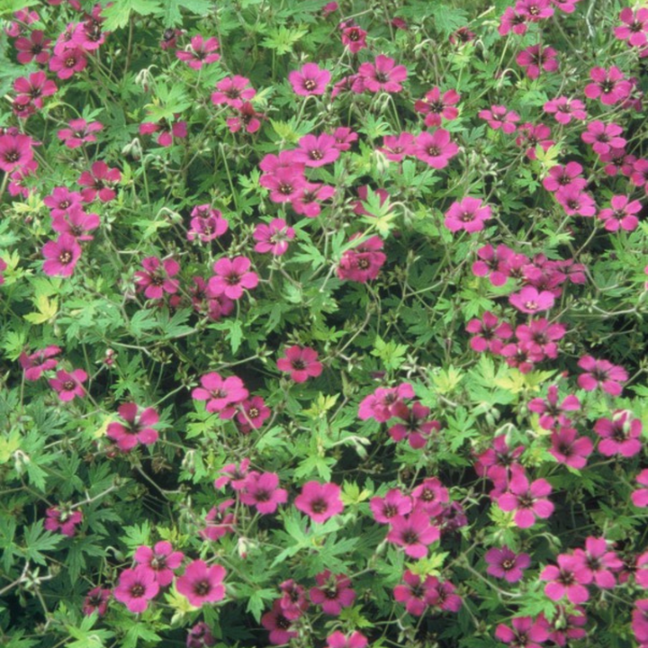 6x Geranium macr. 'Bevan's Variety' - ↕10-25cm - Ø9cm