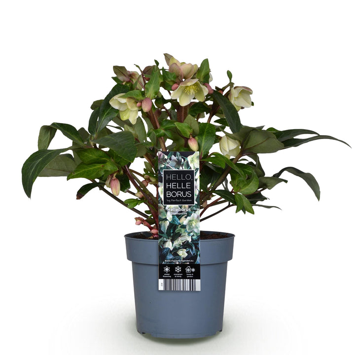Helleborus 'Diamond Fire' Lenten Rose, single plant in a 19cm pot - view 2