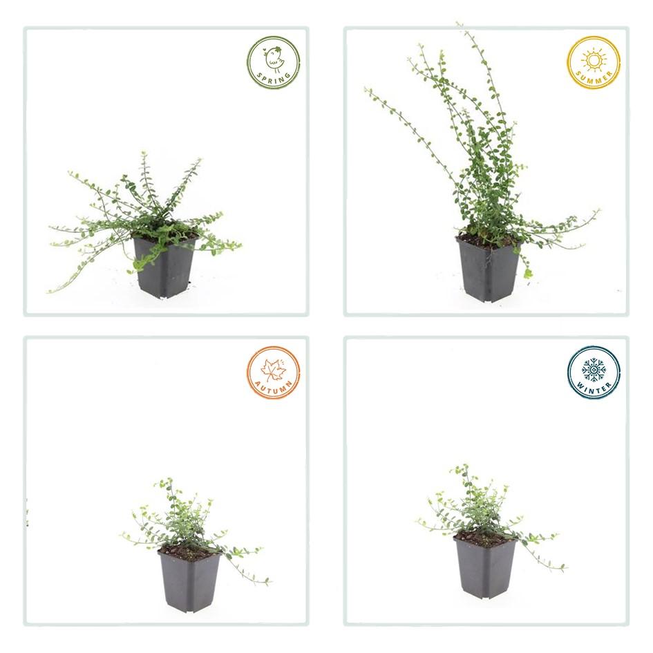 48x Euonymus fortunei 'Minimus' - Compact Evergreen Ground Cover - 10-25cm