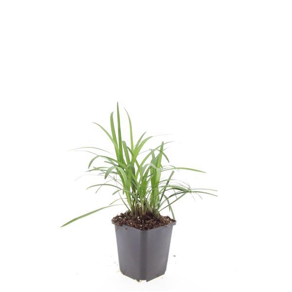 Liriope Muscari 'Moneymaker' 48-Pack | 10-25cm Purple Lilyturf