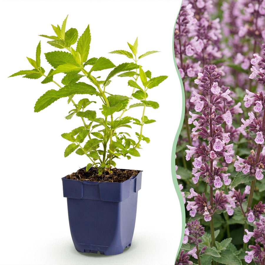24 Nepeta sibirica 'Wild Orchid' catmint plants in 11cm pots