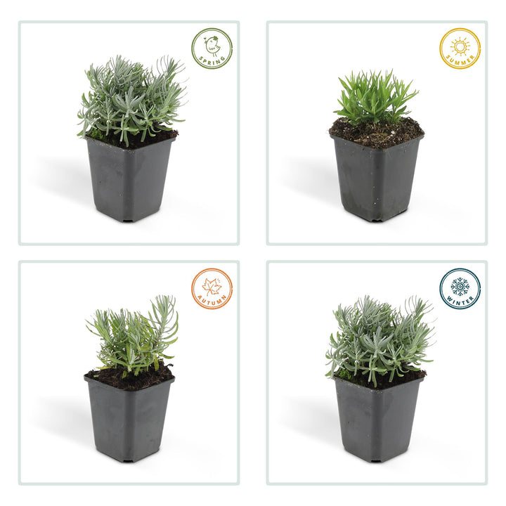 40x English Lavender Hidcote - Compact Purple Perennial - 9cm Pot