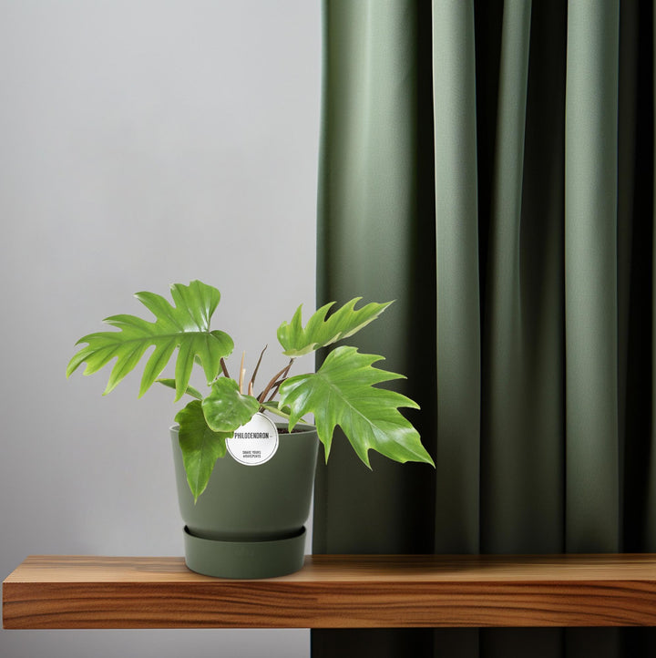 Philodendron Mayoi Plant 35cm - Heart-Shaped Leaves Indoor Houseplant