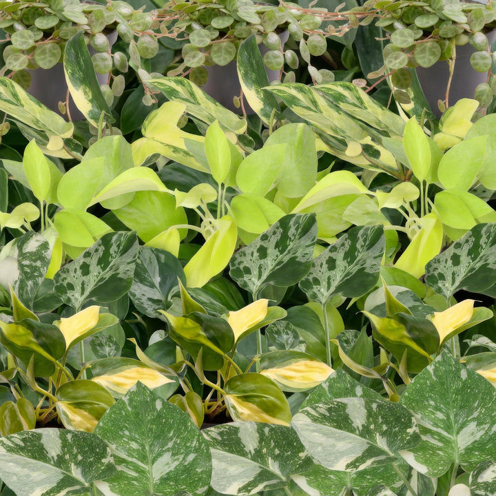 Baby Tropical Mix, six tropical houseplants in 6cm pots, image 4