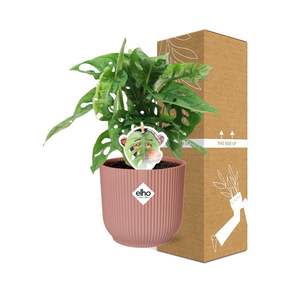 Monstera Monkey Leaf (Monstera adansonii) in a pink ELHO Vibes pot, view 4