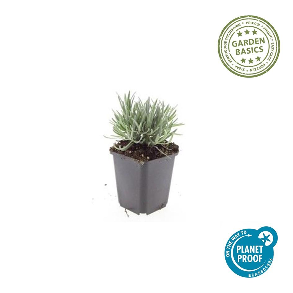 48x White Lavandula 'Edelweiss' - Fragrant Hardy Lavender - 9cm Pot