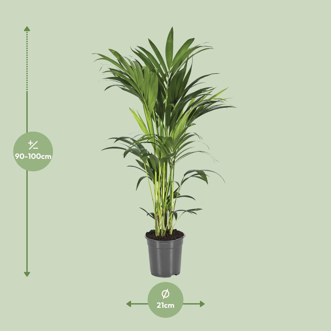 Kentia Palm Howea Forsteriana 100cm - Air Purifying Indoor Plant