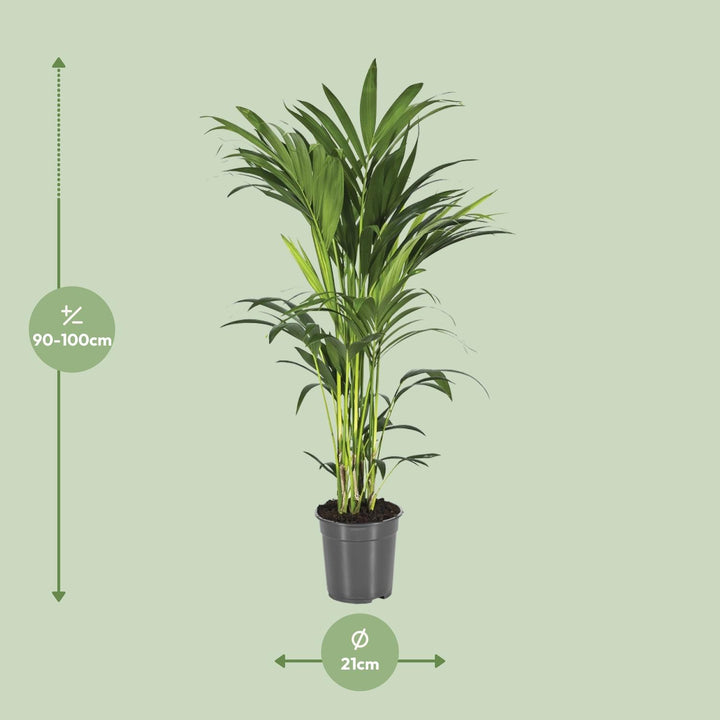 Kentia Palm Howea Forsteriana 100cm - Air Purifying Indoor Plant