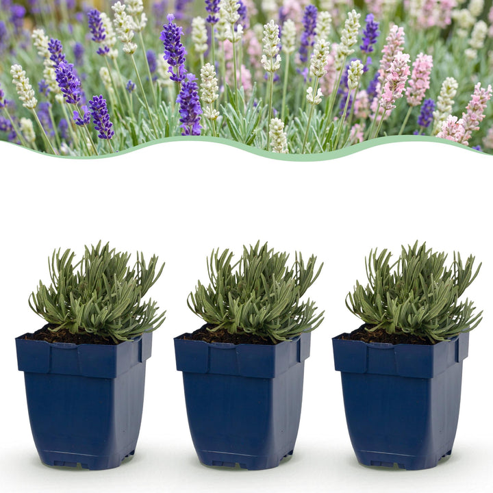 24x Lavandula Tricolour mix lavender plants in 11cm pots