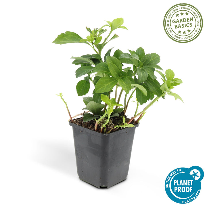 60x Pachysandra terminalis 'Green Carpet' - Evergreen Ground Cover