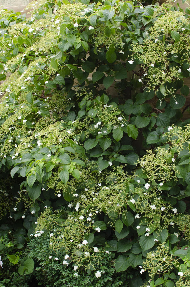 3x Hydrangea Petiolaris - Climbing Hydrangea - ↕65cm - Ø15cm