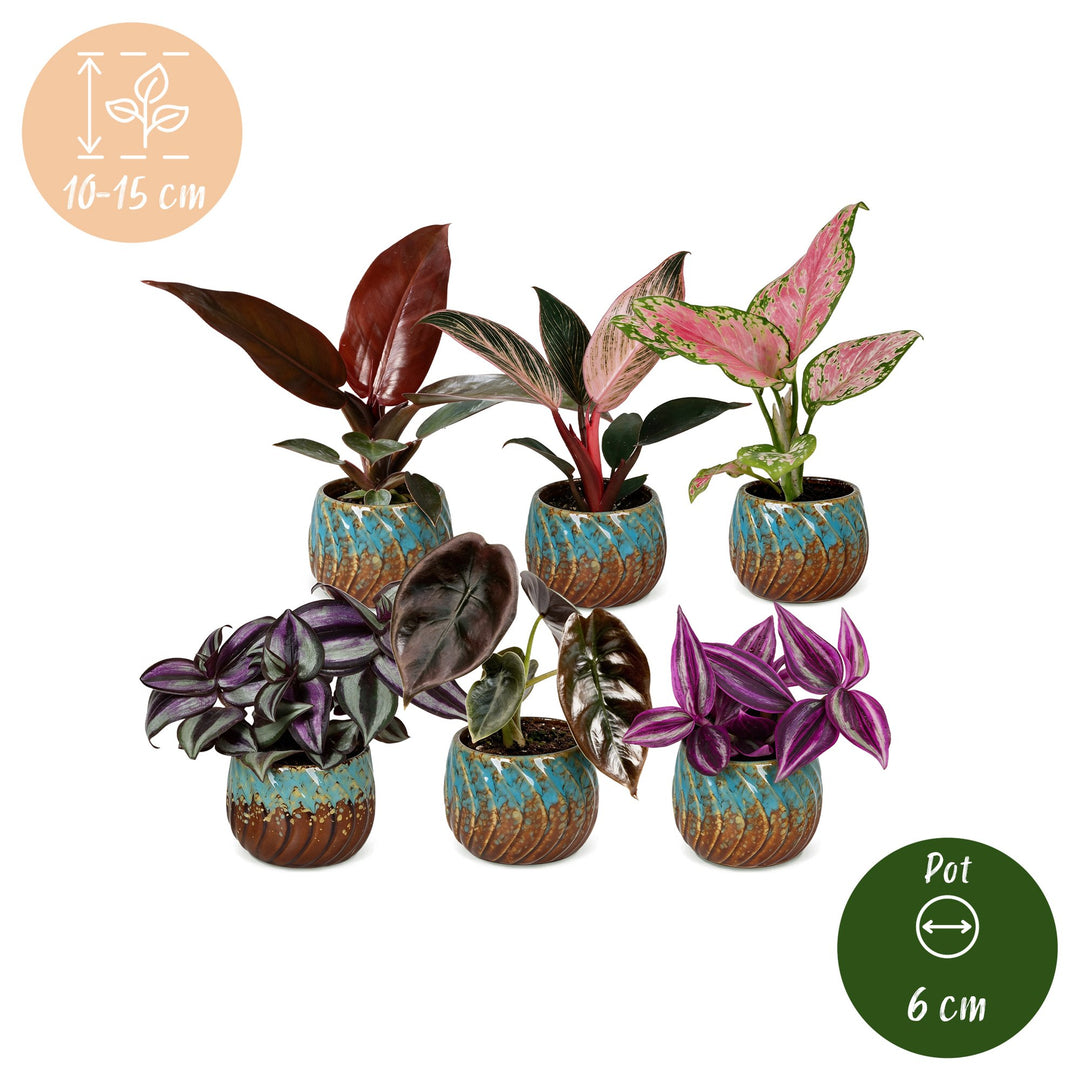 Baby Paradise Mix tropical houseplants, pack of 6, image 5