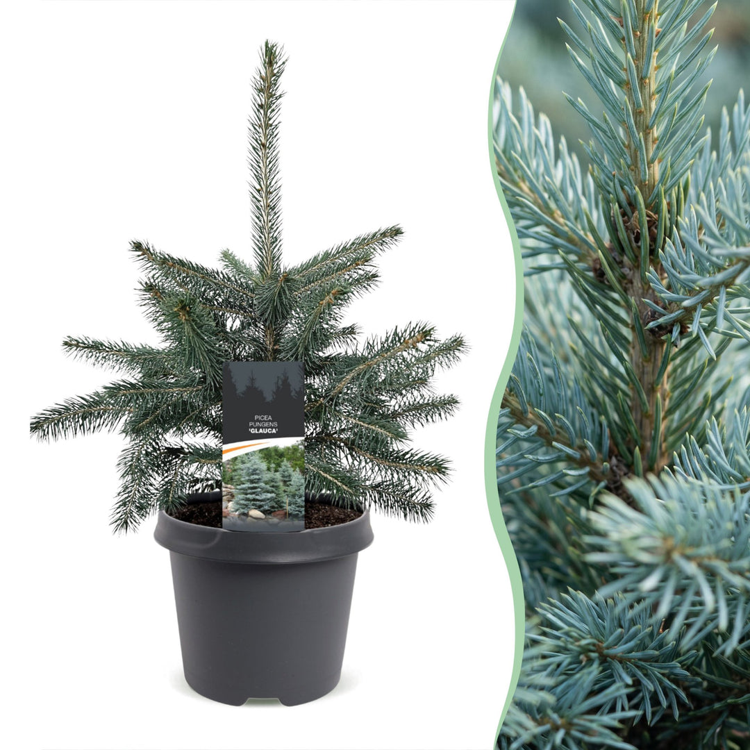 Pack of 2 potted blue spruce Christmas trees, 60cm in 23cm pots