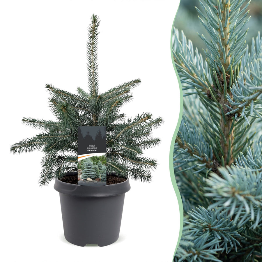 Pack of 2 potted blue spruce Christmas trees, 60cm in 23cm pots