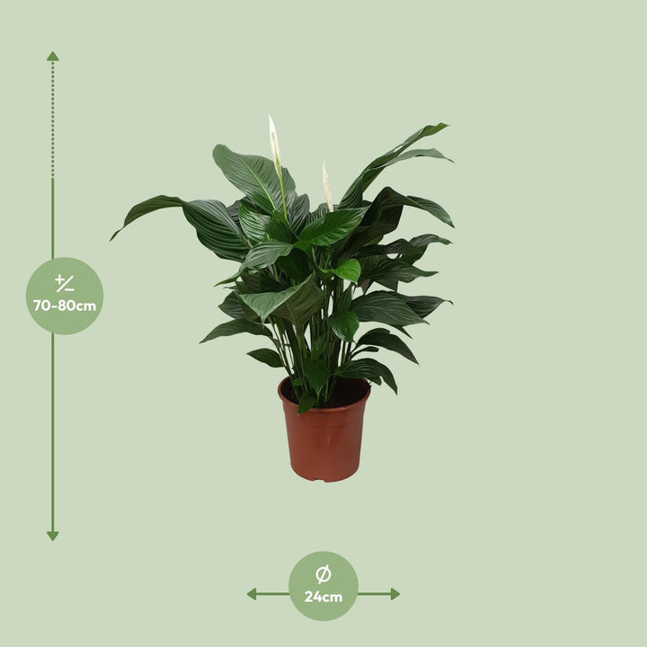 Spathiphyllum 'Sweet Silvana' Blanco (Peace Lily) |Air-Purifying & Serene!