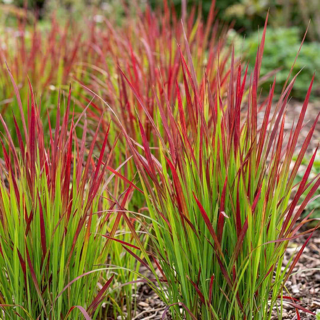 24x Imperata cylindrica Red Baron Japanese blood grass in 11cm pots - view 6