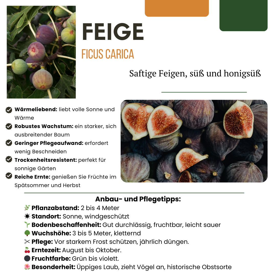 Organic Fig Trees for Sale - (Set of 6) Ficus carica Plants