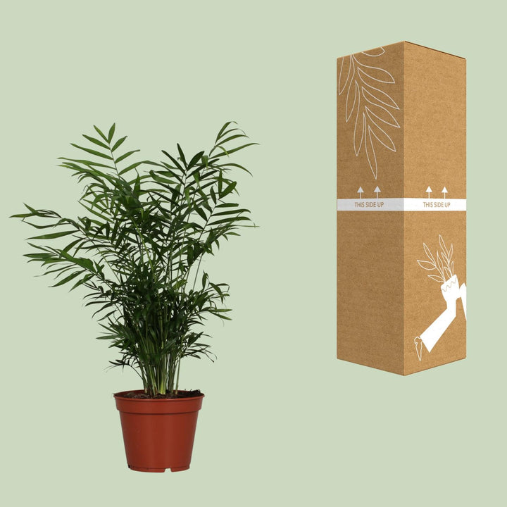 Parlor Palm Plant - Chamaedorea Elegans Indoor Air Purifying Palm