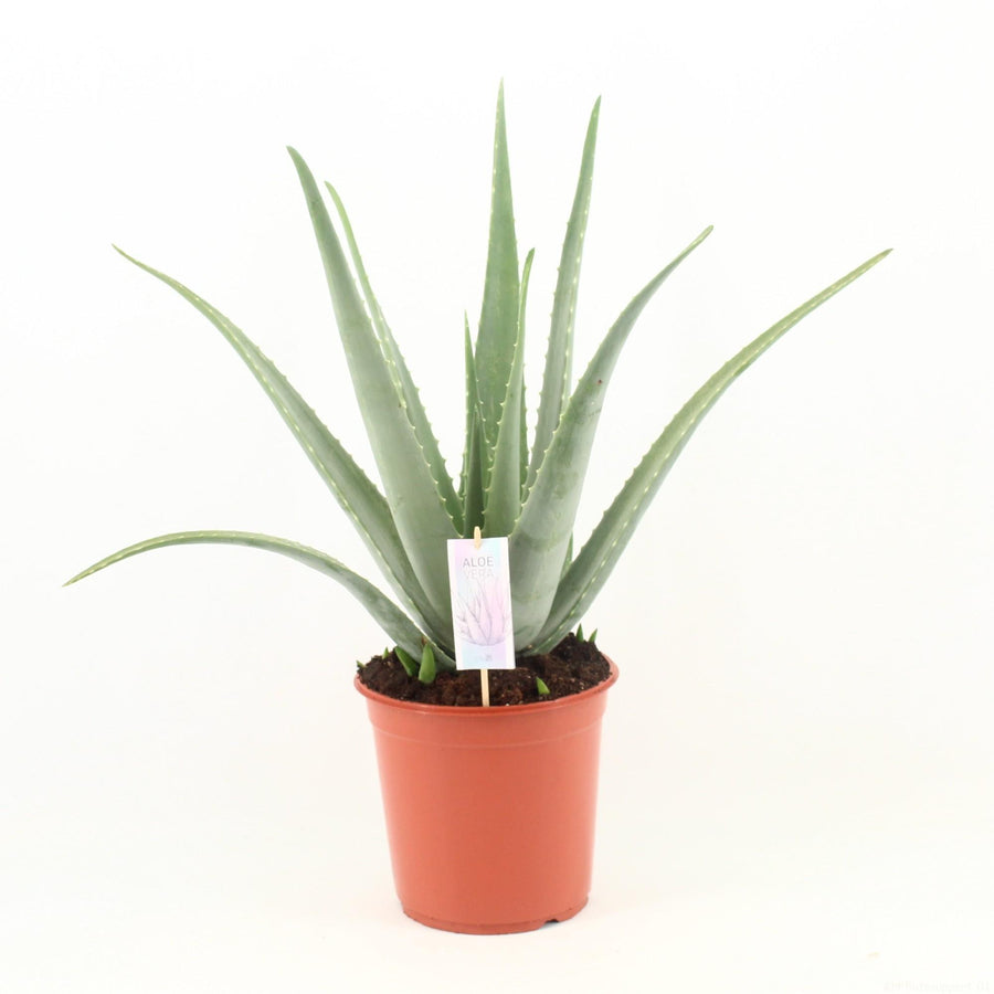 Live Aloe Vera plant in a 24cm pot, easy care succulent, air purifying, drought tolerant, by Everspring