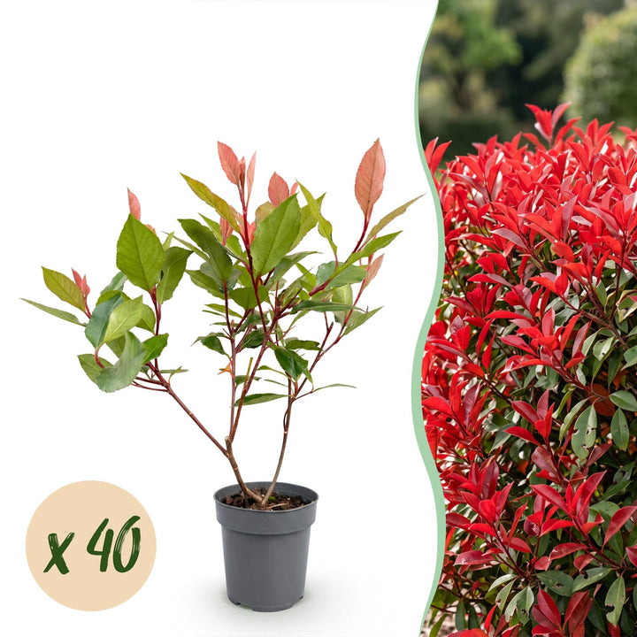 40 Photinia x fraseri 'Little Red Robin' plants in 9cm pots, 25-35cm tall