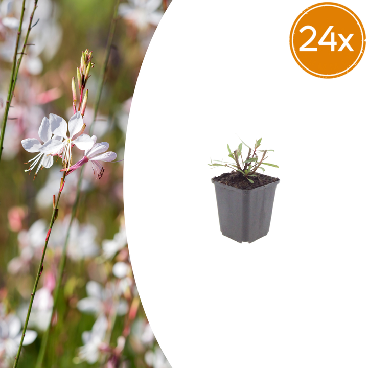 24x Gaura l. 'Whirling Butterflies' - ↕10-25cm - Ø9cm