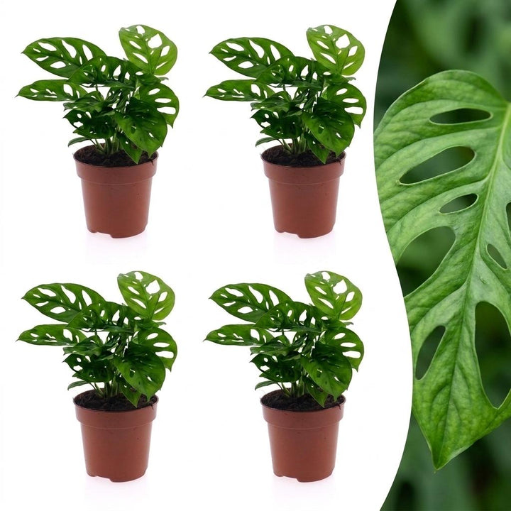 Monstera Adansonii - Monstera Adansonii - 4 Plants - Pot 12cm - Height - 25cm