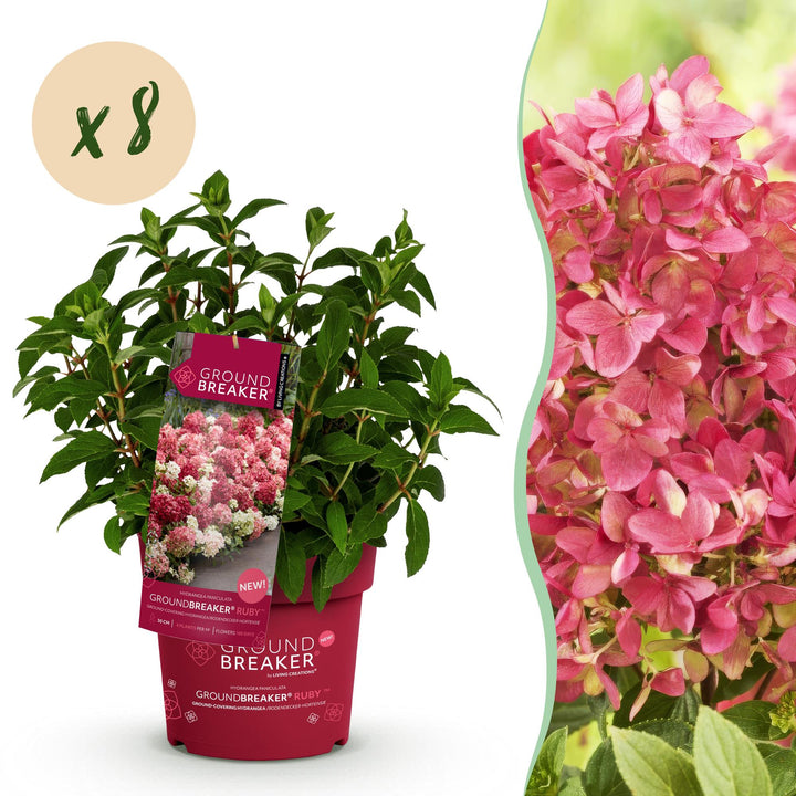 8 Hydrangea paniculata Groundbreaker Ruby plants in 14cm pots
