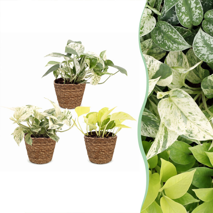 Epipremnum Tricolour trio houseplants, pack of 3 in basket