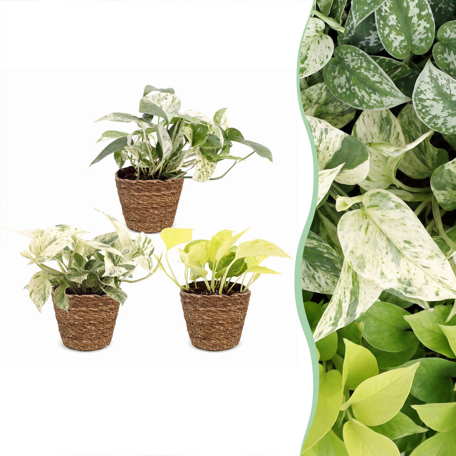 Epipremnum Tricolour trio houseplants, pack of 3 in basket