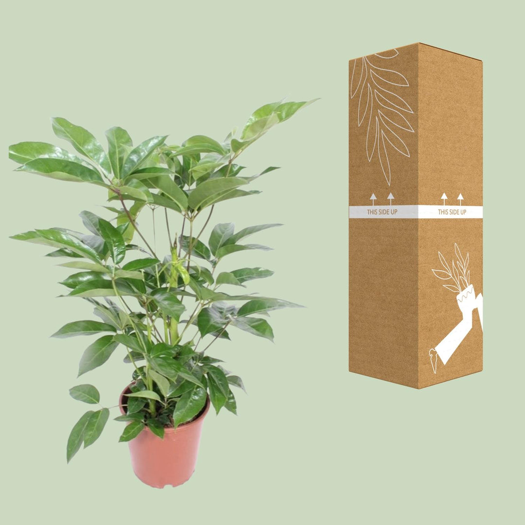 Schefflera Actinophylla ‘Amate’ (Umbrella Tree): Elegant 100cm Tall, Ø24cm Pot – Air-Purifying & Easy Care!