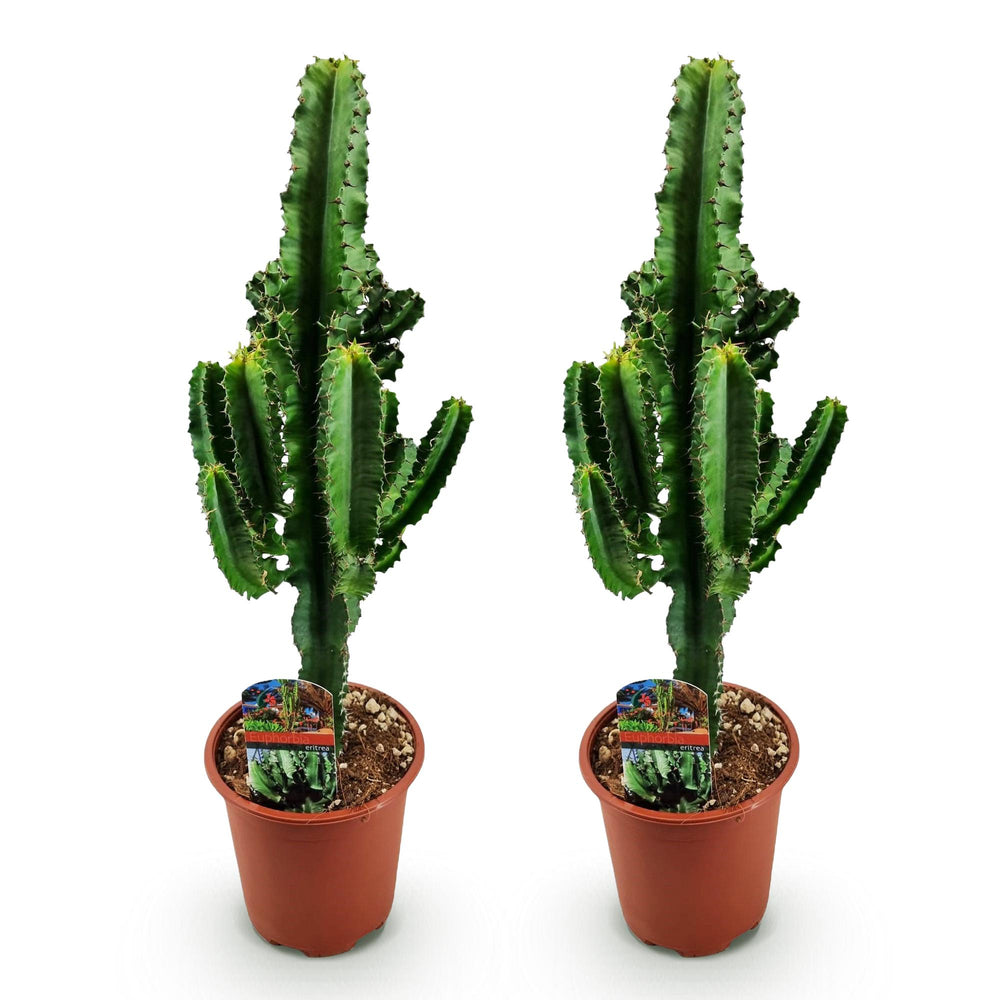 African Milk Bush (Euphorbia eritrea), detail view 1