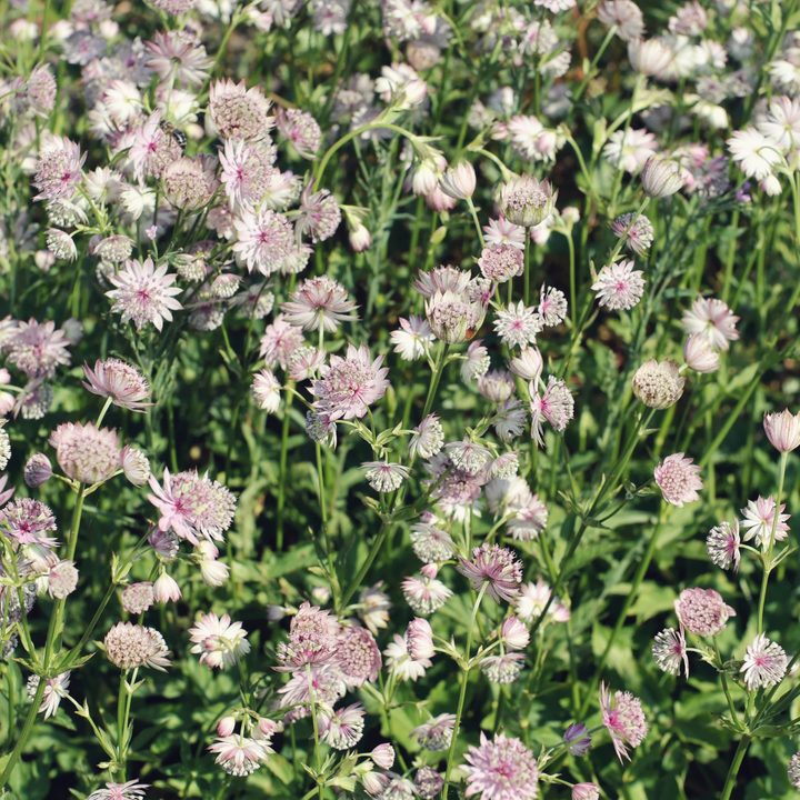 6x Astrantia major - ↕10-25cm - Ø9cm