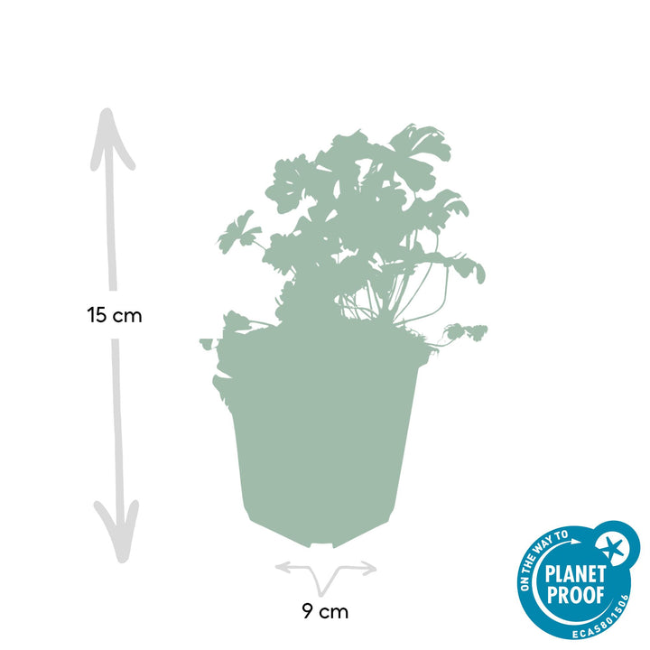 40x Hardy Geranium Biokovo - White-Pink Ground Cover - 9cm Pot