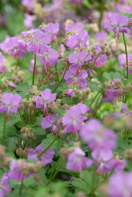 Geranium Cantabrigiense Cambridge - Pink Flowering Groundcover