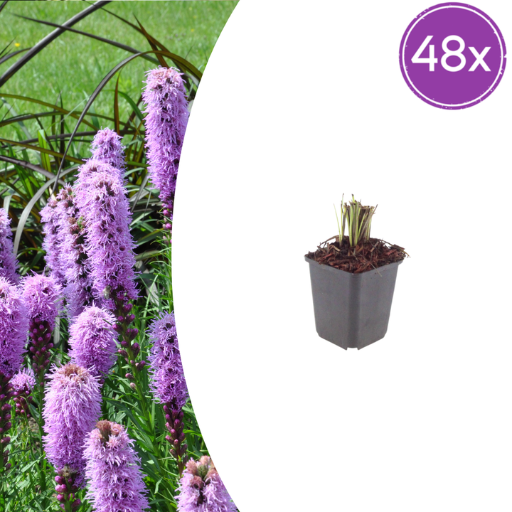 48x Liatris spicata - ↕10-25cm - Ø9cm