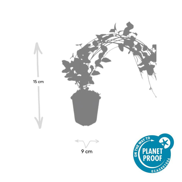 6x Vinca major 'Variegata' - ↕10-25cm - Ø9cm