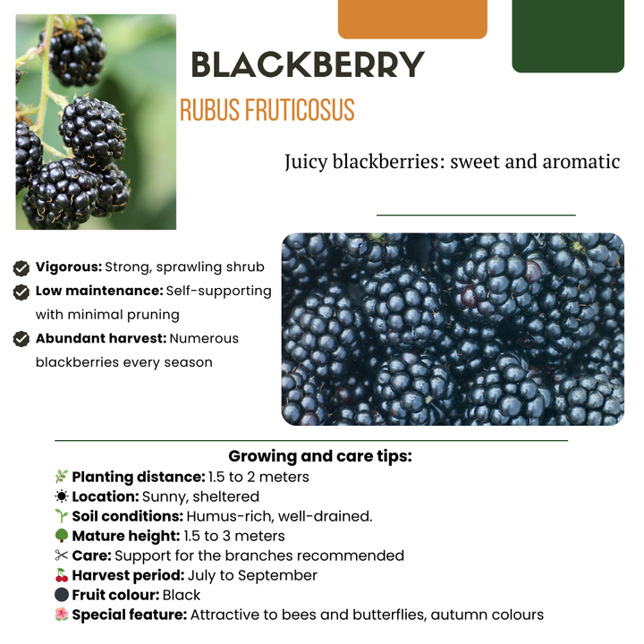 6 organic blackberry plants in 13 cm pots, 20 cm tall, by Everspring, ideal for sunny gardens.