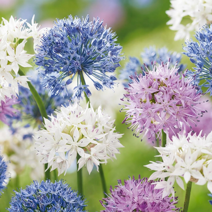 120x Allium Buzzing Beauties - Ail ornemental Buzzing Beauties - Divers - Floraison estivale - Calibre 6/7