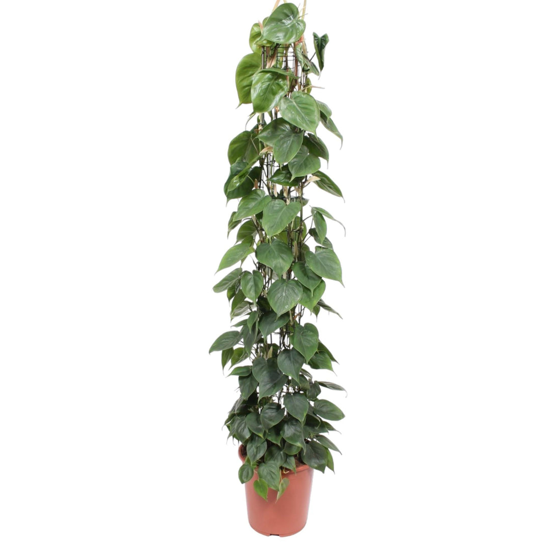 Philodendron Green Wonder houseplant with heart-shaped green leaves, 160cm tall, by Everspring