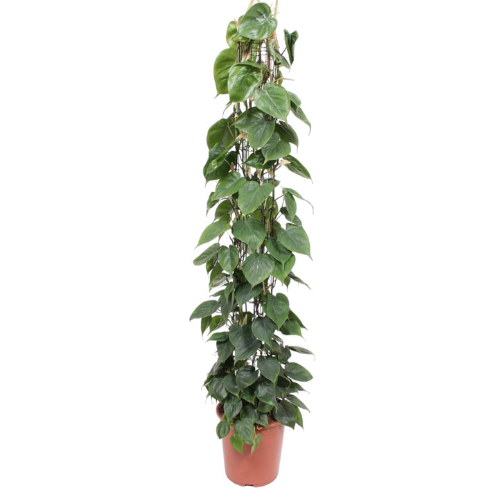 Philodendron Green Wonder houseplant with heart-shaped green leaves, 160cm tall, by Everspring