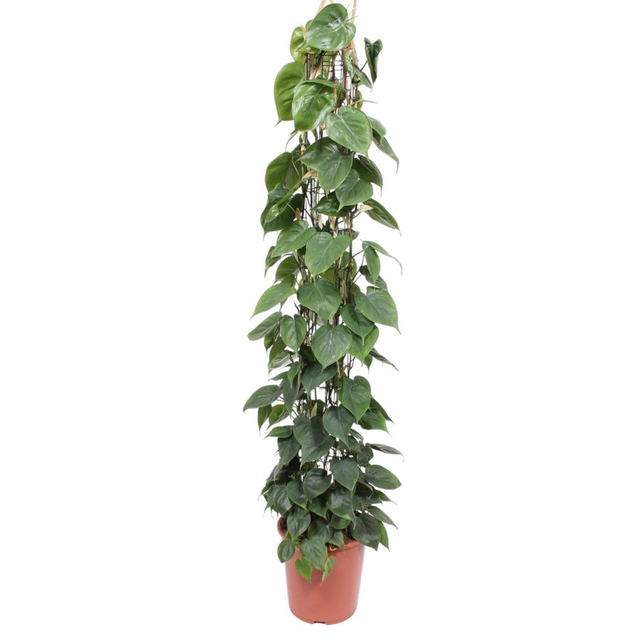 Philodendron Green Wonder houseplant with heart-shaped green leaves, 160cm tall, by Everspring