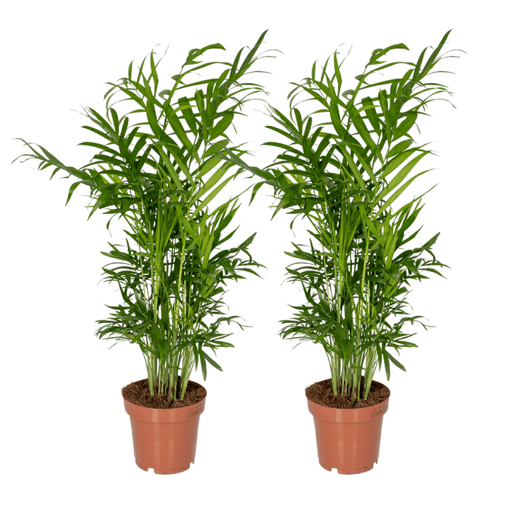 Chamaedorea Elegans Mexican Dwarf Palm - Indoor Plant 40cm