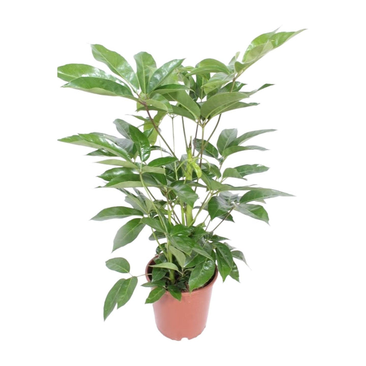 Schefflera Actinophylla ‘Amate’ (Umbrella Tree): Elegant 100cm Tall, Ø24cm Pot – Air-Purifying & Easy Care!