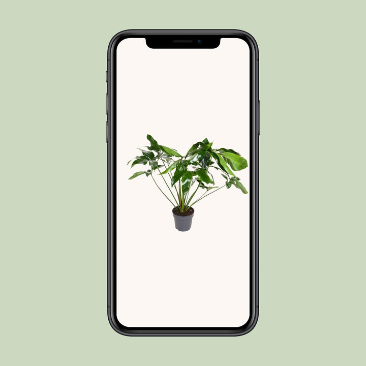Philodendron Green Wonder 100cm Tall Indoor Plant Ø24cm Pot