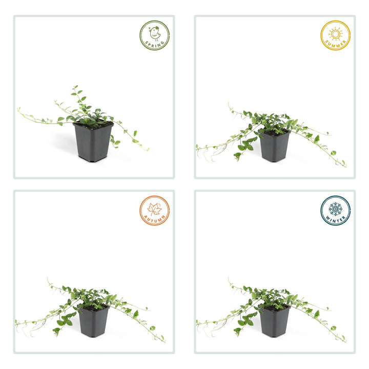 60x Vinca minor 'Alba' White Ground Cover - 10-25cm - Ø9cm