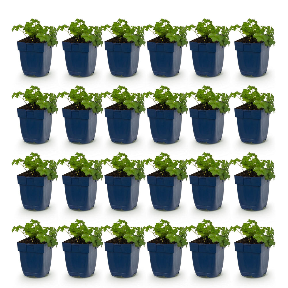 24x Geranium cantabrigiense Cambridge cranesbill in 11cm pots - view 2